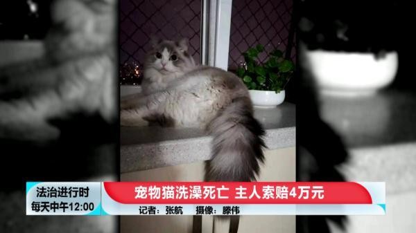 花费600元给猫咪洗澡 SPA，然后猫死了